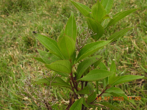Chromolaena perglabra (Chromolaena perglabra)