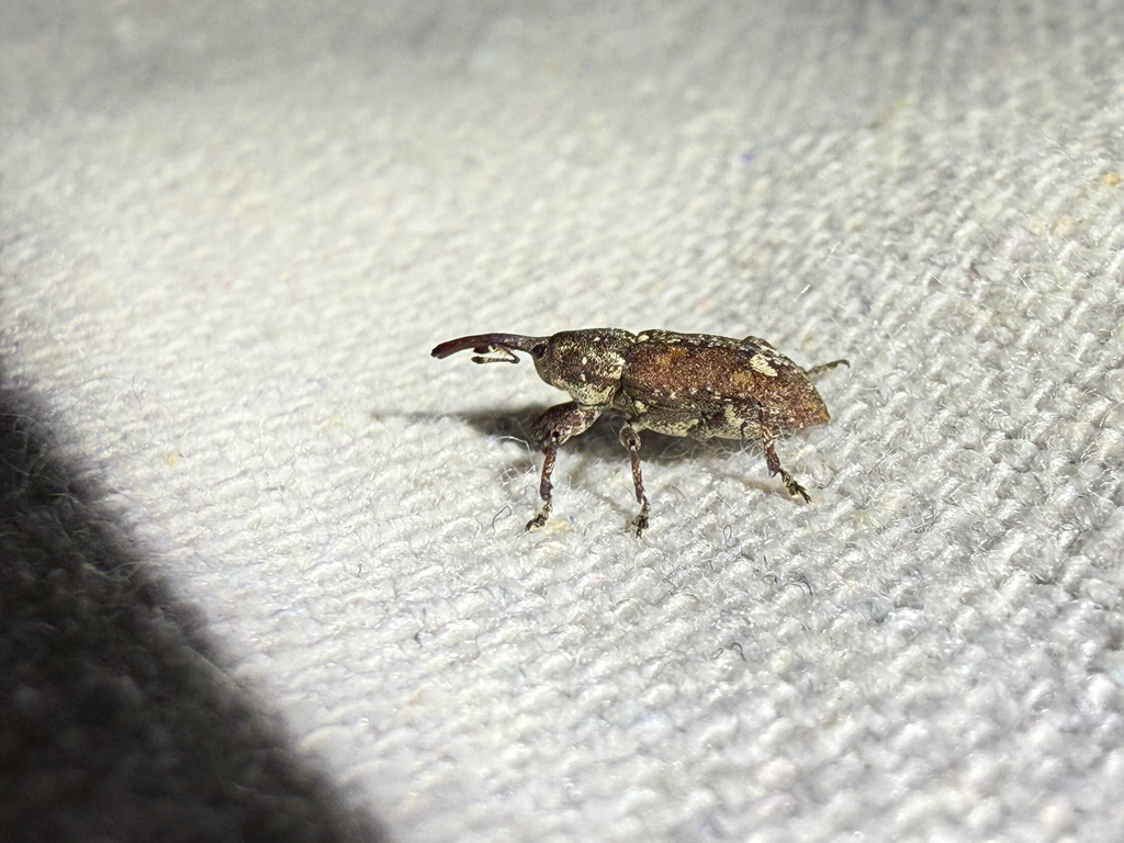 White Pine Weevil