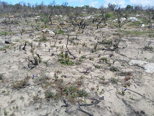 Babiana secunda