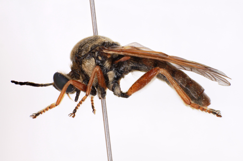 Myelaphus lobicornis