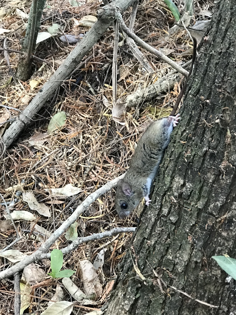 Long-Tailed Rhipidomys