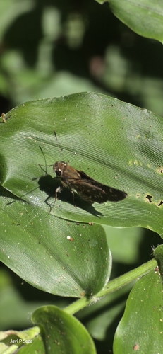 Toltec Roadside-Skipper (Amblyscirtes tolteca)