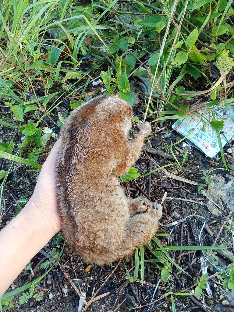 Philippine Slow Loris (Nycticebus menagensis)