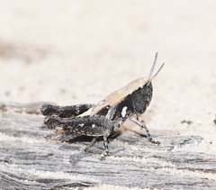 Azelota ochracea