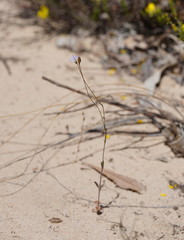 Wahlenbergia gracilenta