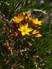 Ixia odorata