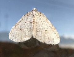 Operophterini