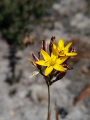 Ixia odorata