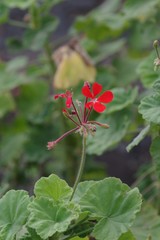 Pelargonium inquinans