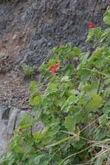 Pelargonium inquinans