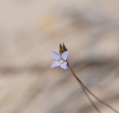 Wahlenbergia gracilenta