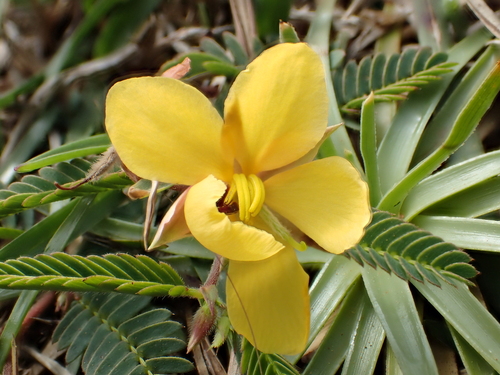 Chamaecrista garambiensis iNat (2)