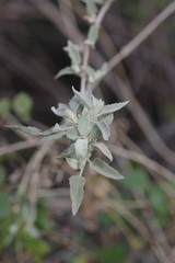 Buddleja dysophylla