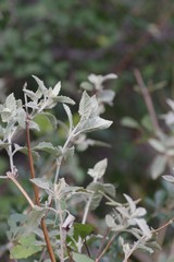Buddleja dysophylla