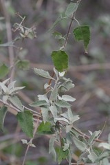 Buddleja dysophylla