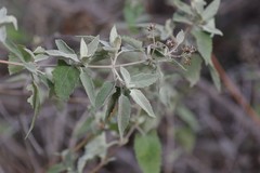 Buddleja dysophylla