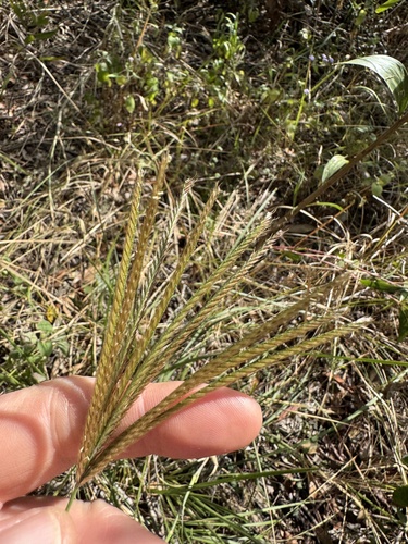Chloris gayana observed 2025-07-18