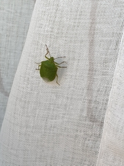 Nezara viridula