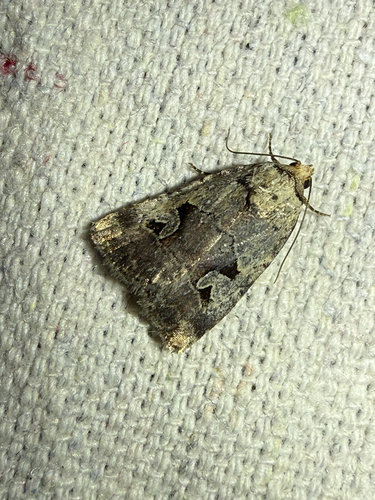 Pale-winged Midget photo 2