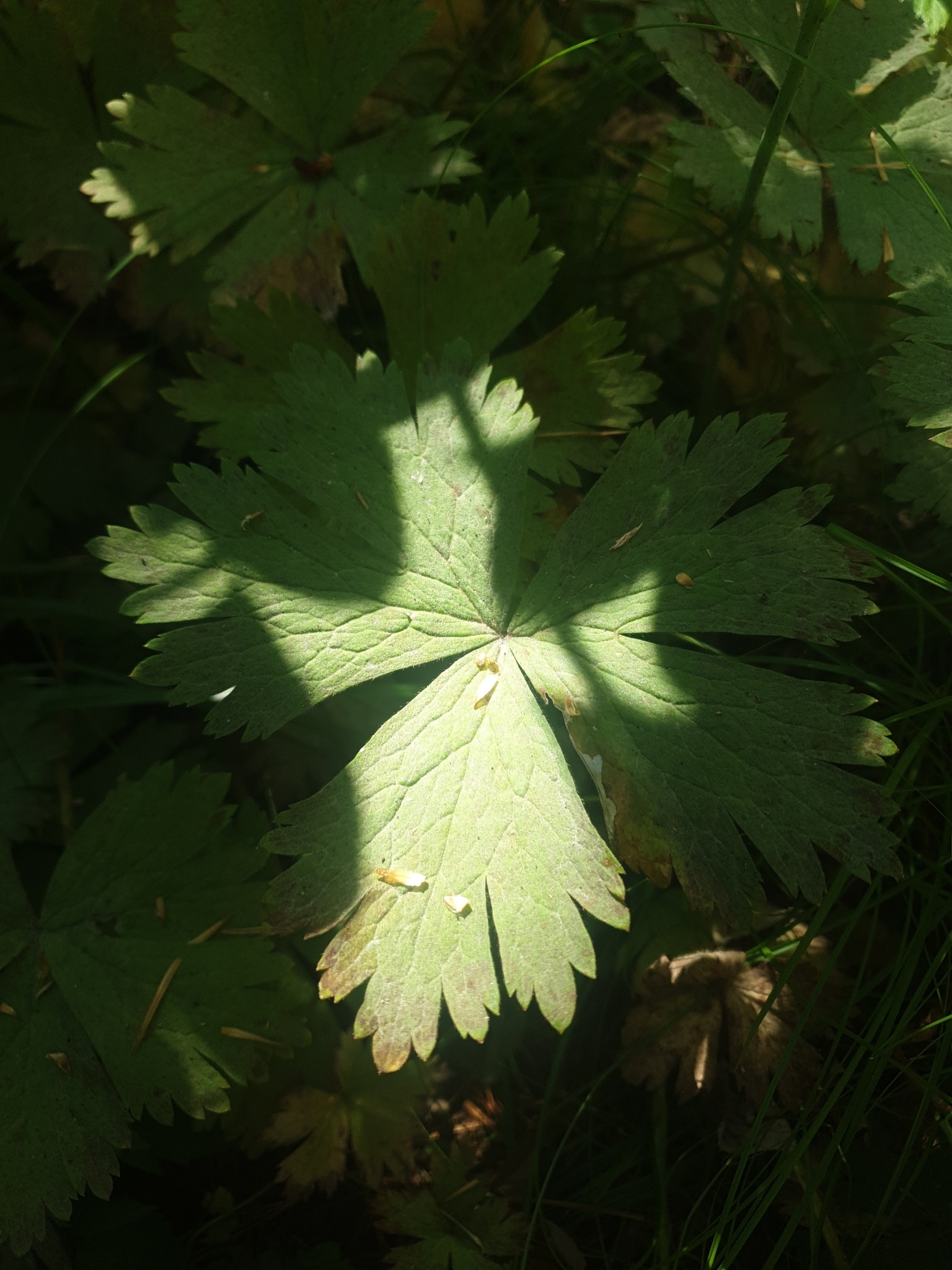 Anemonastrum baicalense