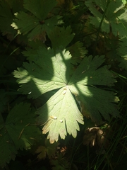 Anemonastrum baicalense