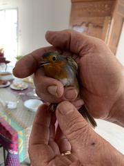 Erithacus rubecula