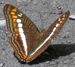 Adelpha alala