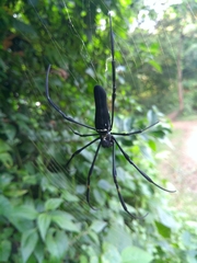 Nephila pilipes