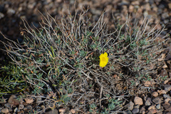 Helianthemum songaricum