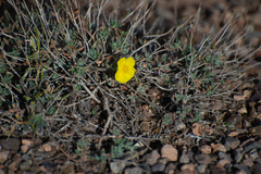 Helianthemum songaricum