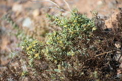 Sympegma regelii