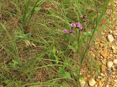 Liatris tenuis