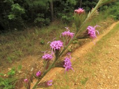 Liatris tenuis