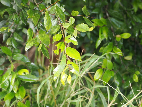Asbestos tree (Aphananthe philippinensis)