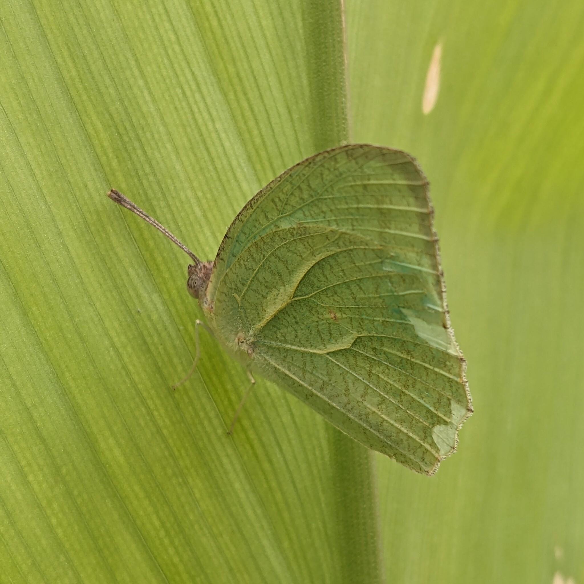 Mottled Emigrant