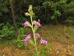 Liatris tenuis