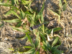 Diplacodes trivialis