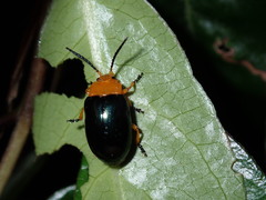 Lamprolina simillima