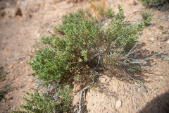 Sympegma regelii
