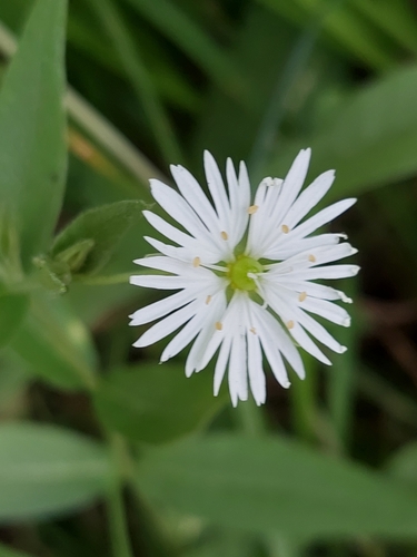 Radiant chickweed