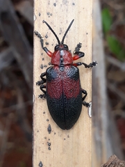 Coraliomela aeneoplagiata