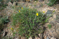 Helianthemum songaricum