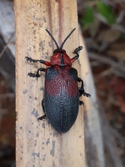 Coraliomela aeneoplagiata