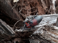 Coraliomela aeneoplagiata