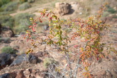 Berberis iliensis