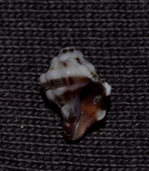 Peristernia australiensis