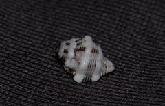 Peristernia australiensis