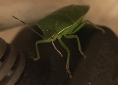 Nezara viridula