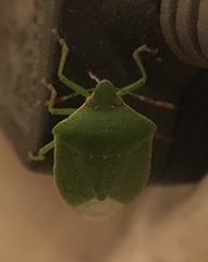 Nezara viridula