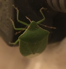 Nezara viridula